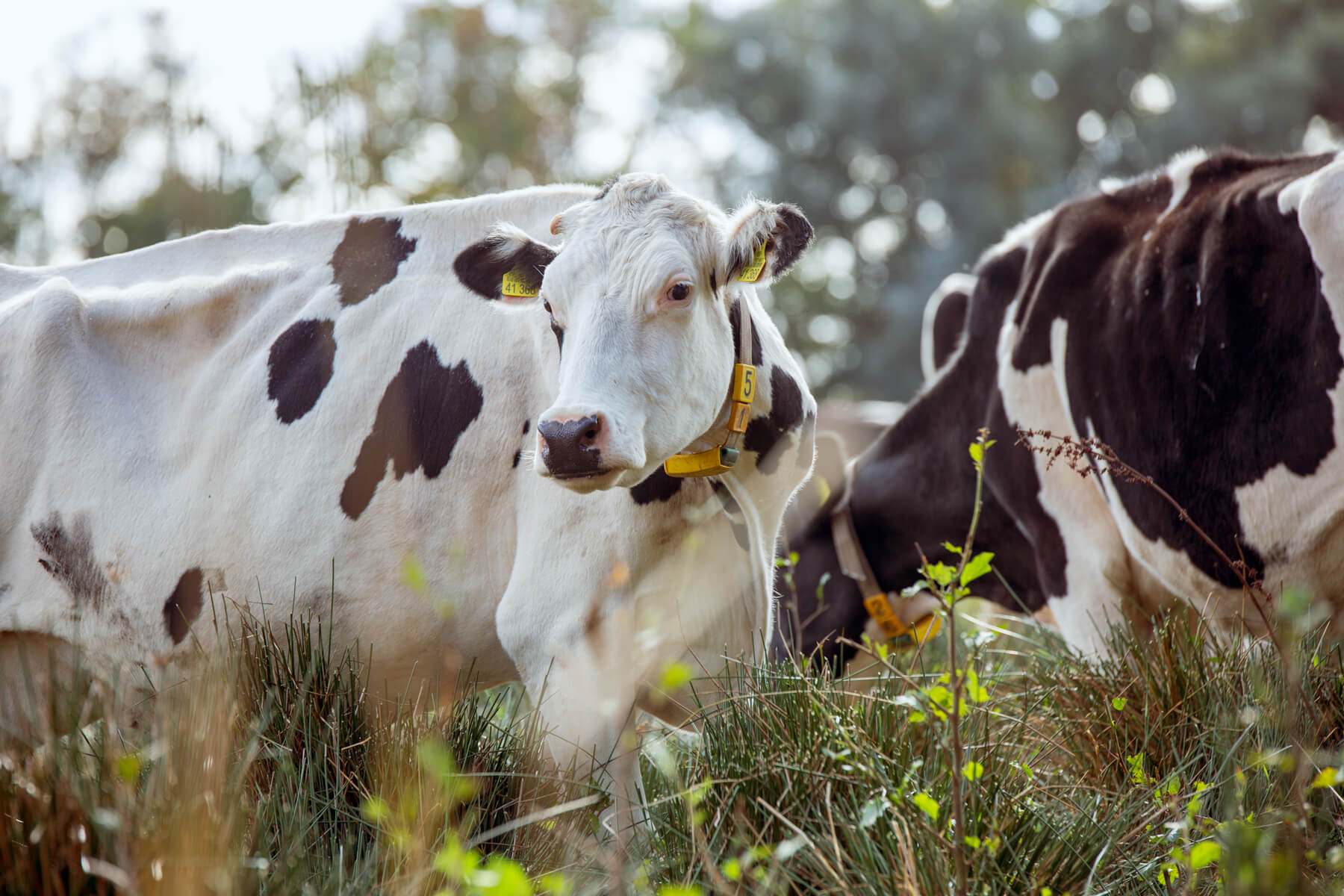 Hofkäserei Hennig_0350